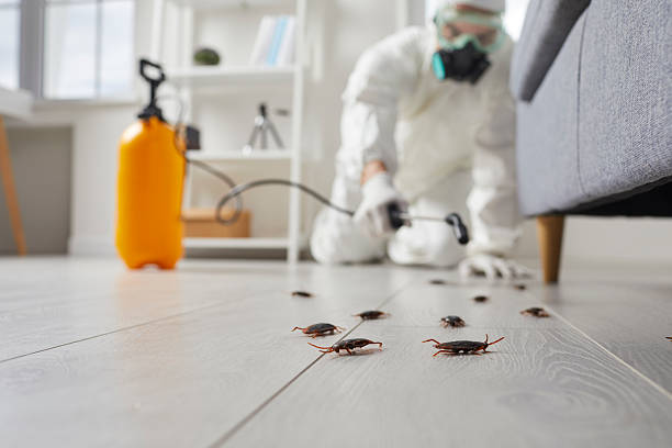 Commercial Kitchen Cockroach Control in Santa Clara